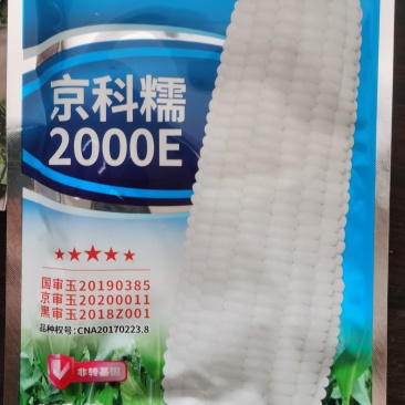 国审京科糯2000E甜味糯京科糯609甜加糯玉米
