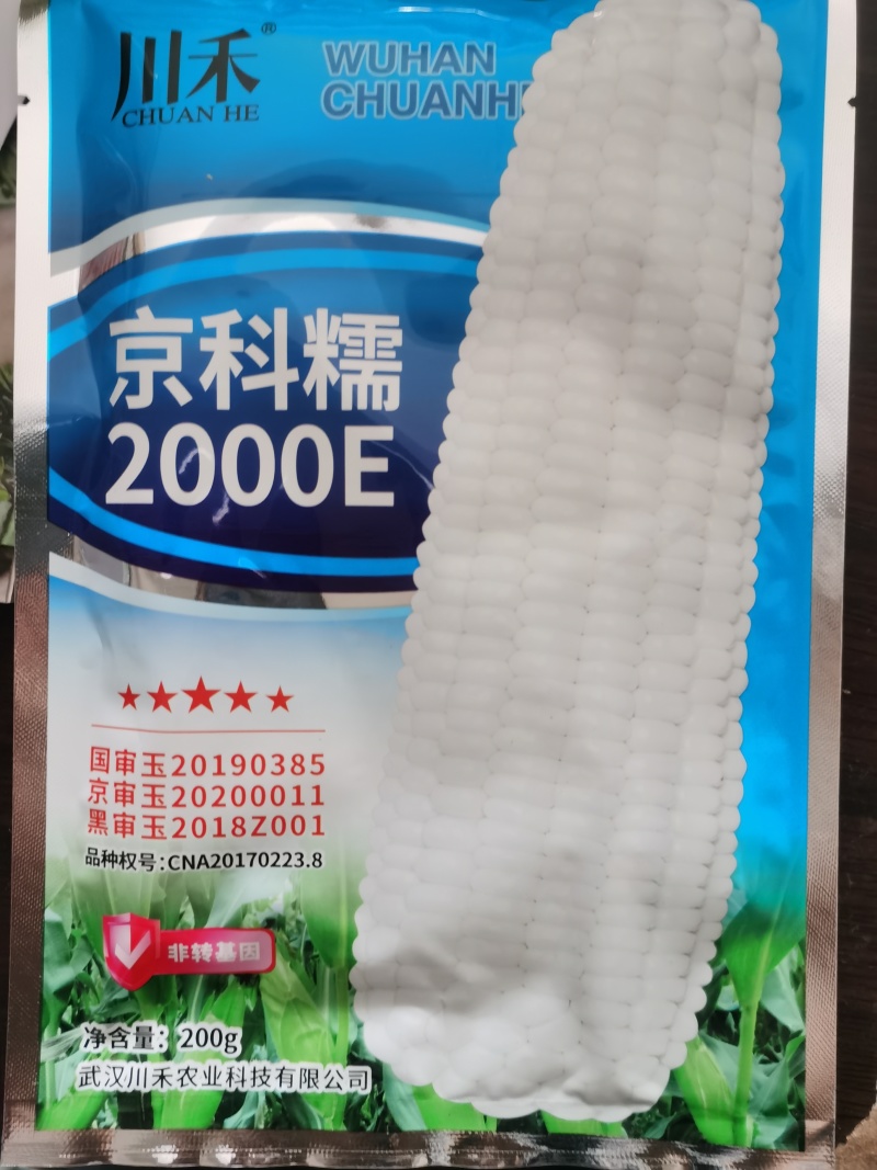 国审京科糯2000E甜味糯京科糯609甜加糯玉米