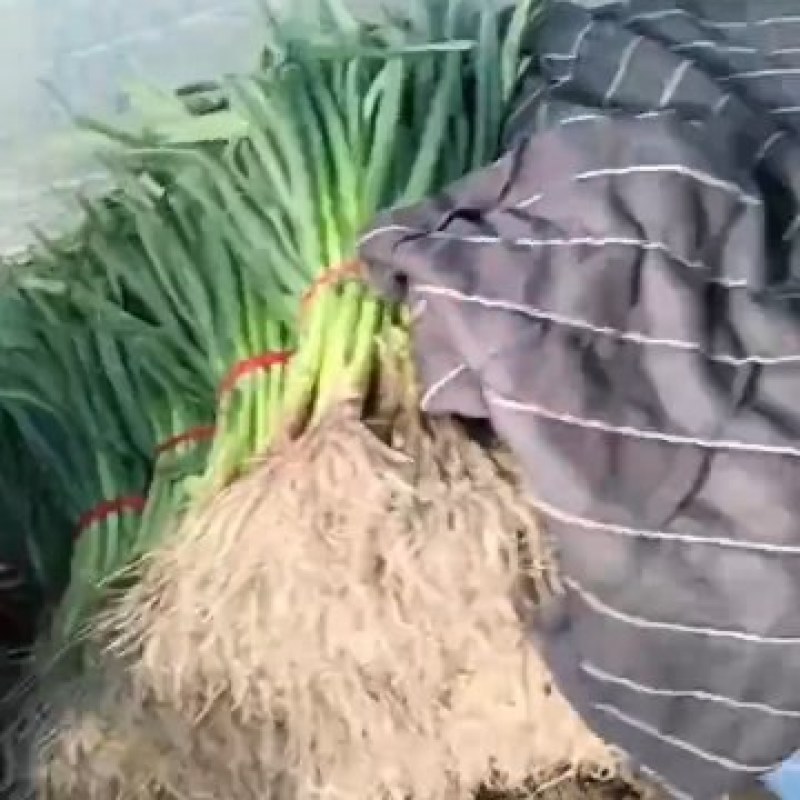 蒜苗