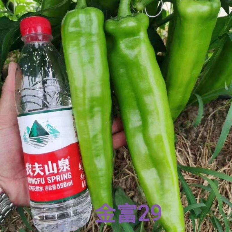 大果牛角椒种子耐热耐湿高产肉厚尖椒大果牛角椒种籽大田种