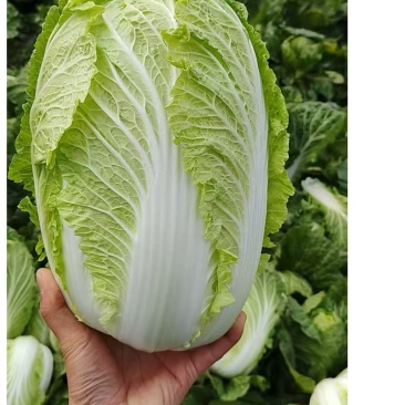 精品黄心大白菜，产地直发，保证品质，保证时效。
