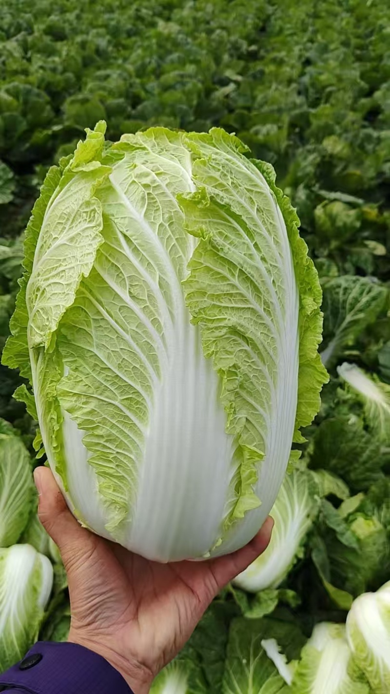 精品黄心大白菜，产地直发，保证品质，保证时效。
