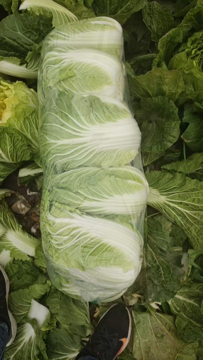 精品黄心大白菜，产地直发，保证品质，保证时效。