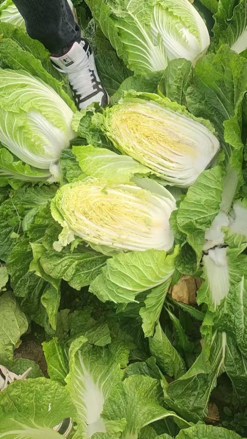 精品黄心大白菜，产地直发，保证品质，保证时效。
