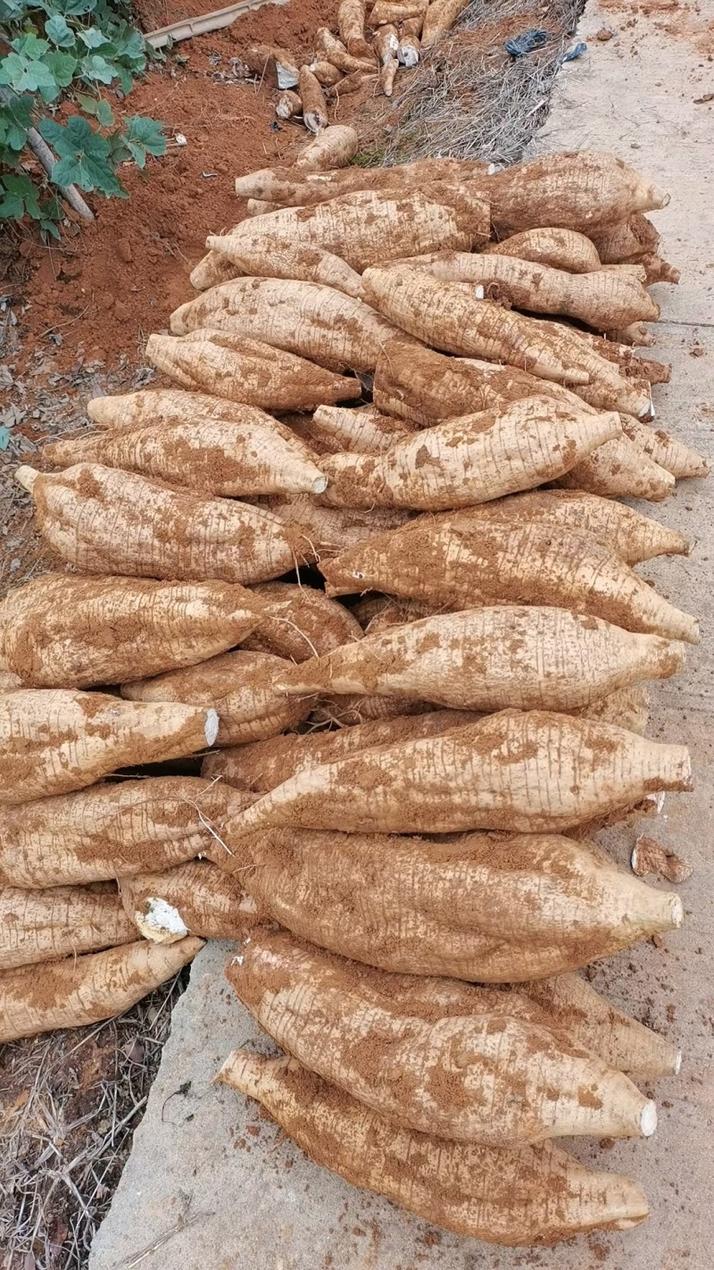 大量供应葛根种苗，葛根苗全程技术指导，包回收欢迎来电