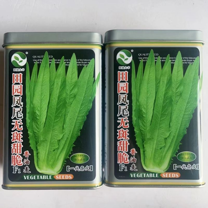 油麦菜种籽大棵直立脆甜油麦菜种子基地专用种籽农家菜园蔬菜