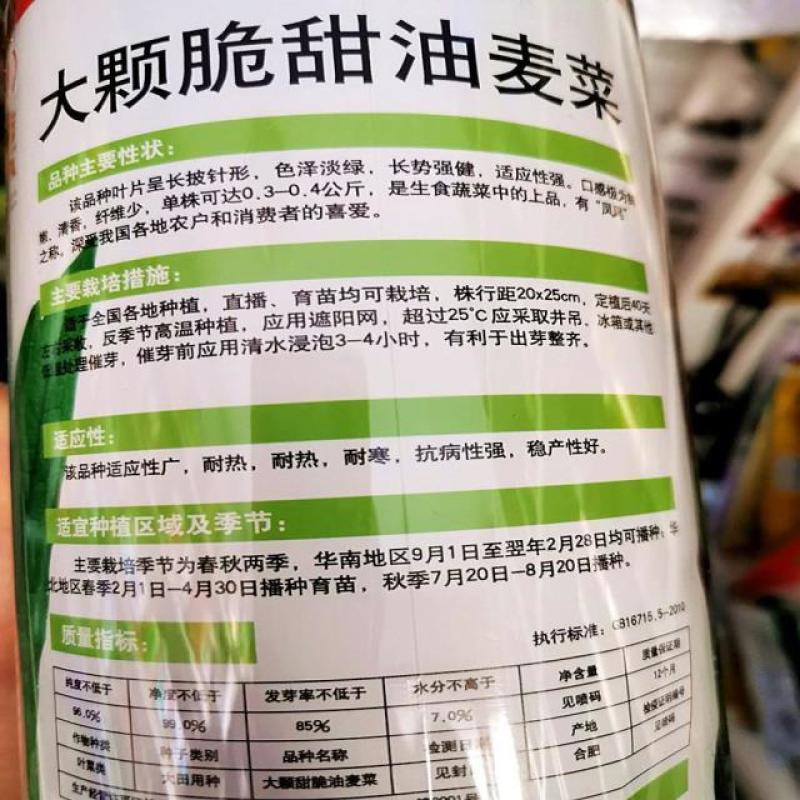 油麦菜种籽大棵直立脆甜油麦菜种子基地专用种籽农家菜园蔬菜
