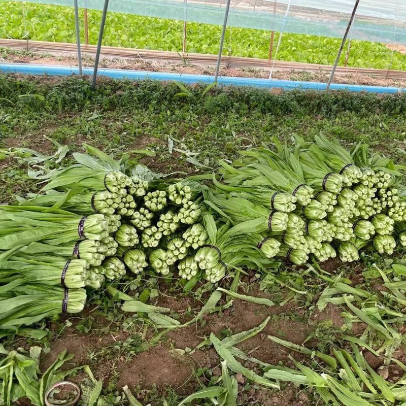 油麦菜种籽大棵直立脆甜油麦菜种子基地专用种籽农家菜园蔬菜