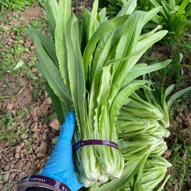 油麦菜种籽大棵直立脆甜油麦菜种子基地专用种籽农家菜园蔬菜