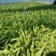 油麦菜种籽大棵直立脆甜油麦菜种子基地专用种籽农家菜园蔬菜