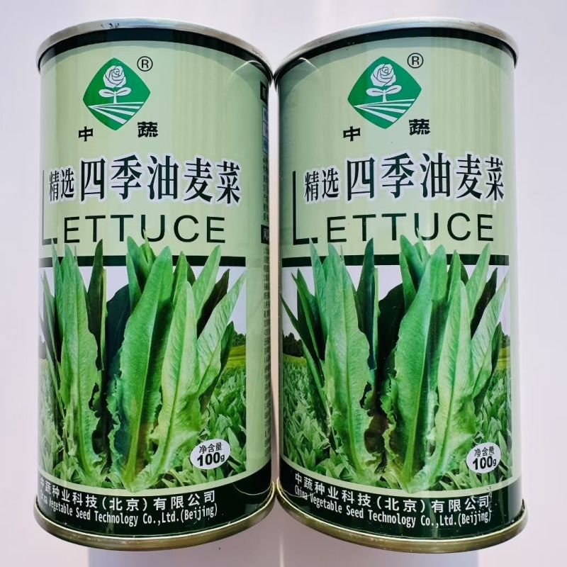 油麦菜种籽大棵直立脆甜油麦菜种子基地专用种籽农家菜园蔬菜