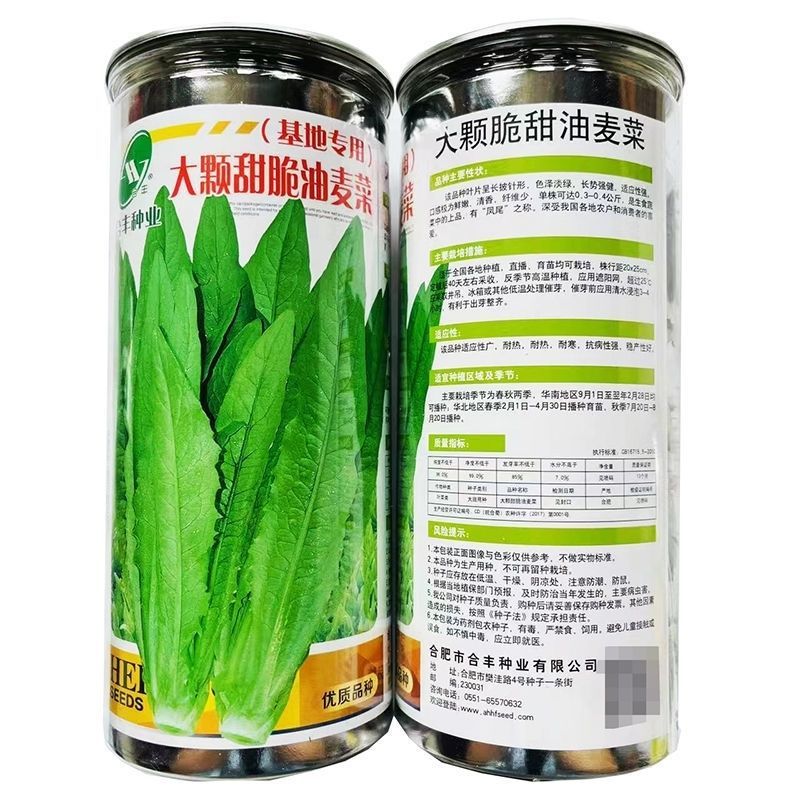 油麦菜种籽大棵直立脆甜油麦菜种子基地专用种籽农家菜园蔬菜