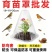 1000个装批发加大号加厚育苗保护罩户外蔬菜免受鸟虫