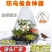 1000个装批发加大号加厚育苗保护罩户外蔬菜免受鸟虫