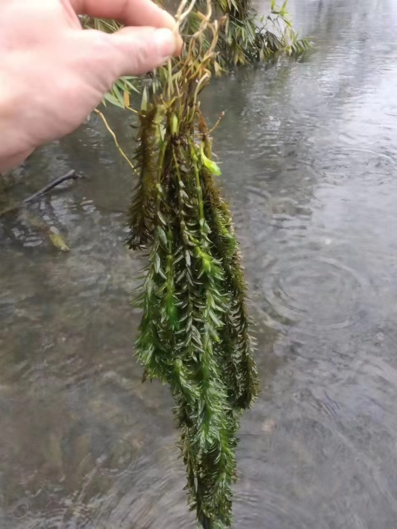 轮叶黑藻黑藻苗