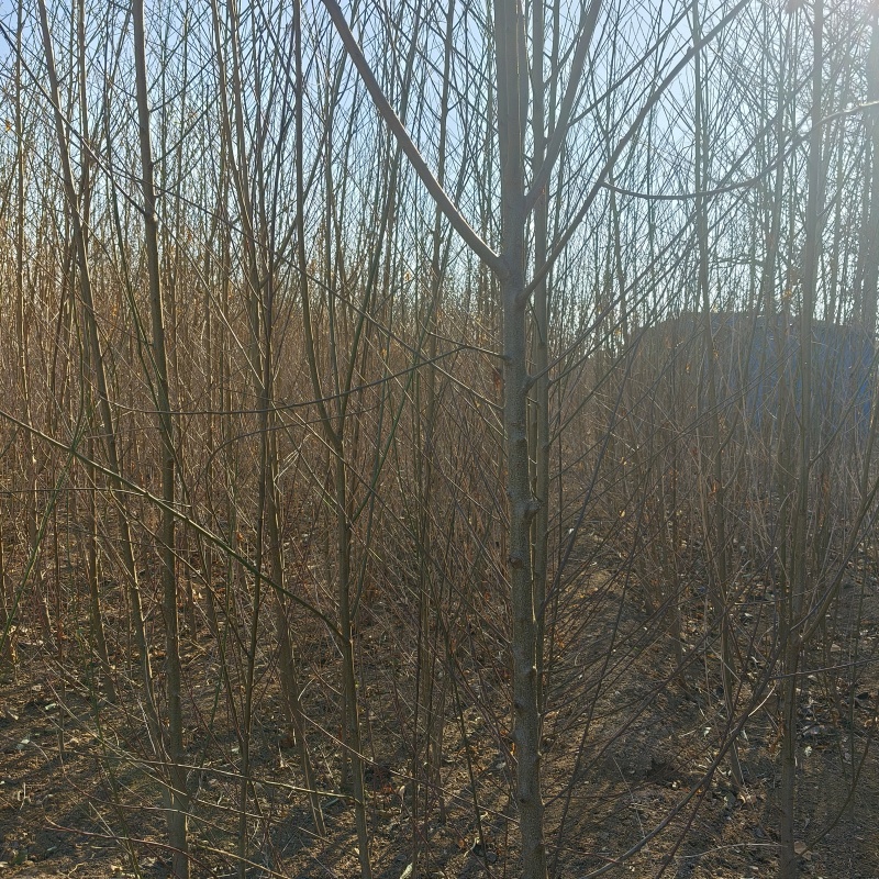 毛桃苗嫁接桃树砧木木桃树实生苗
