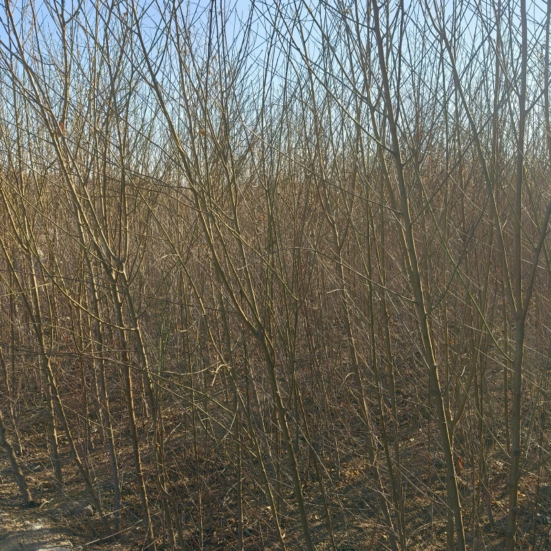 毛桃苗嫁接桃树砧木木桃树实生苗