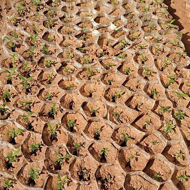 育苗袋蜂窝育苗袋塑料营养袋容器蜂巢种植