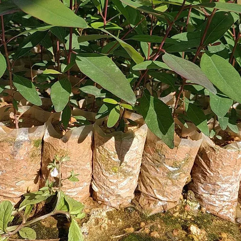 育苗袋蜂窝育苗袋塑料营养袋容器蜂巢种植