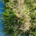 苦草耐寒苦草改良常绿刺苦草