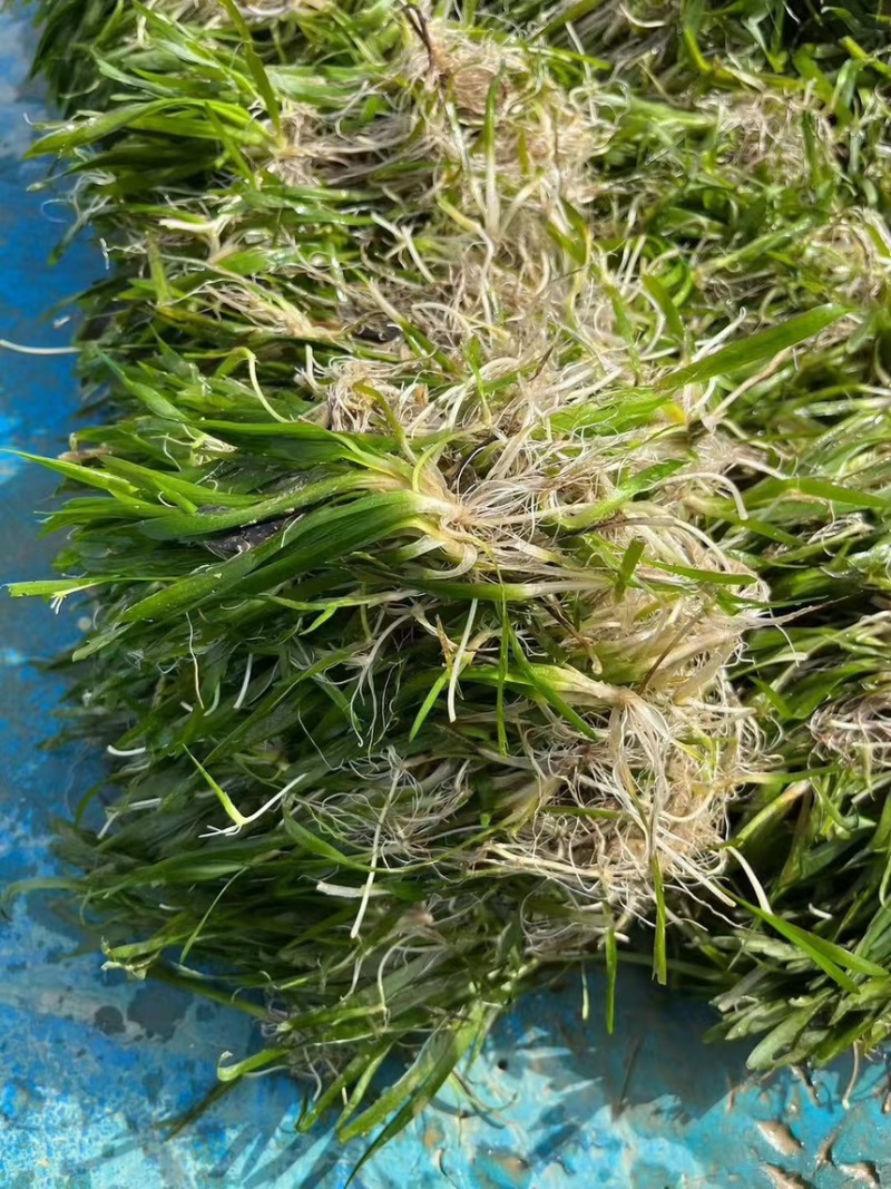 苦草耐寒苦草改良常绿刺苦草