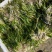 苦草耐寒苦草改良常绿刺苦草