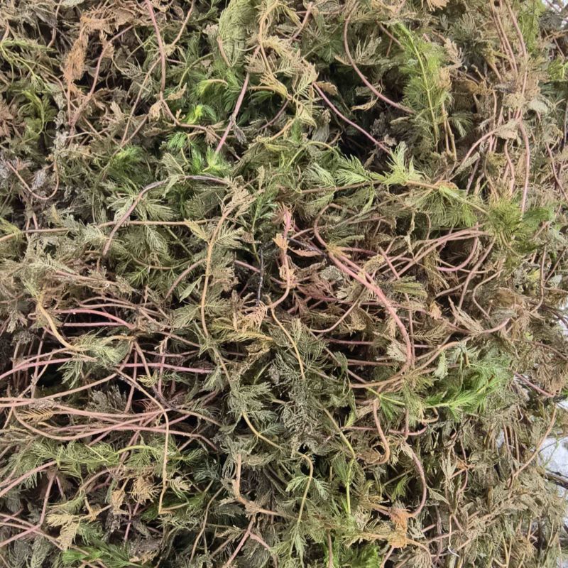 狐尾藻凤凰草聚藻