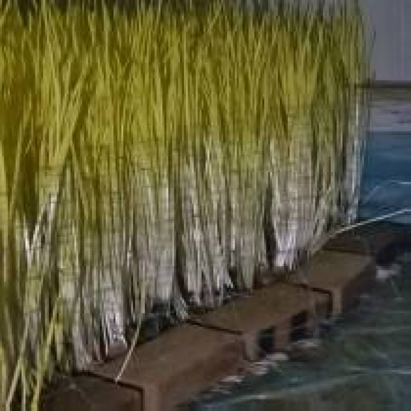 新鲜蒜黄，接受预定常年销售全国发货欢迎老板联系