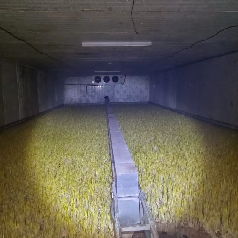 新鲜蒜黄，接受预定常年销售全国发货欢迎老板联系