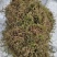 狐尾藻凤凰草聚藻