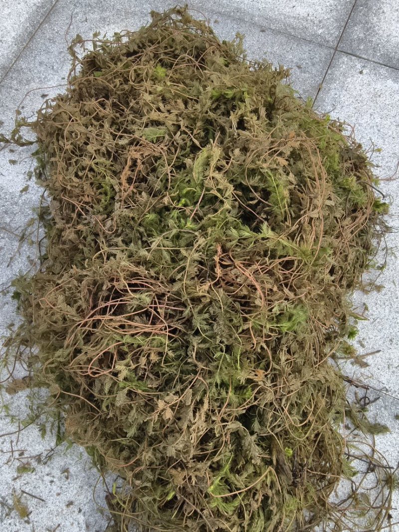 狐尾藻凤凰草聚藻