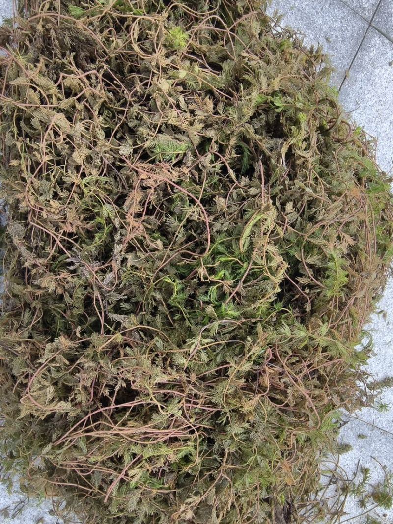 狐尾藻凤凰草聚藻