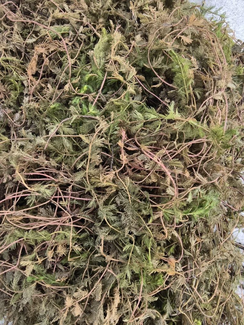 狐尾藻凤凰草聚藻