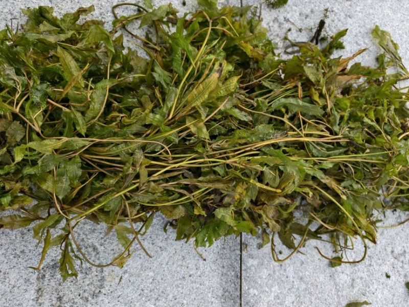 竹叶眼子菜马来眼子菜
