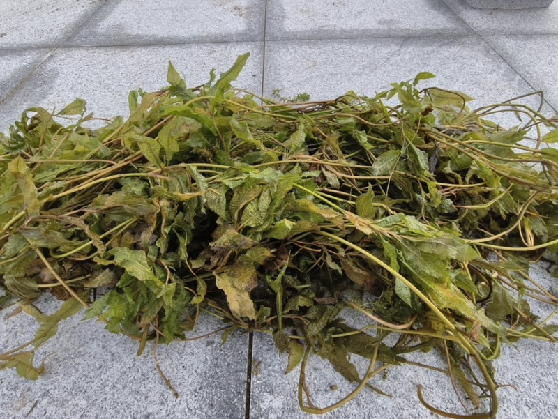 竹叶眼子菜马来眼子菜