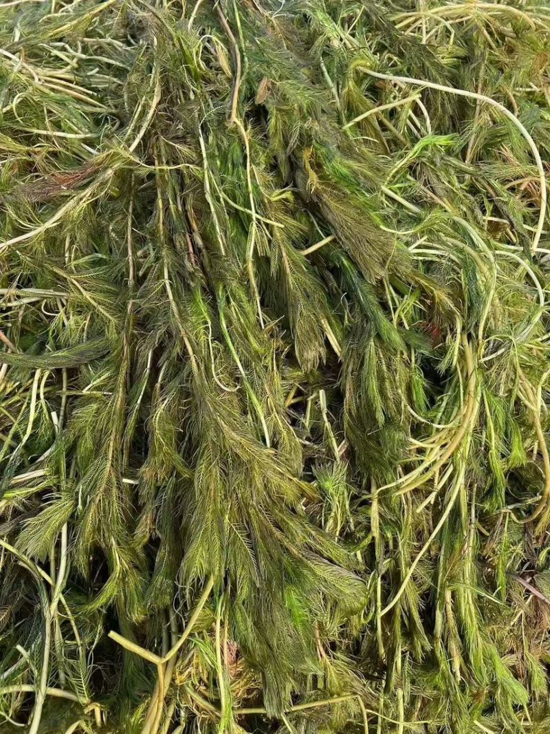 狐尾藻苗狐尾藻穗花狐尾藻