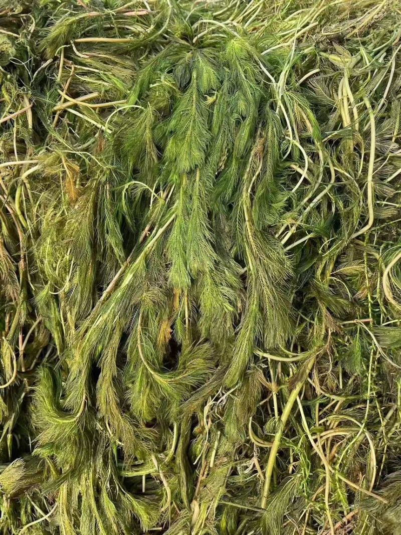 狐尾藻苗狐尾藻穗花狐尾藻
