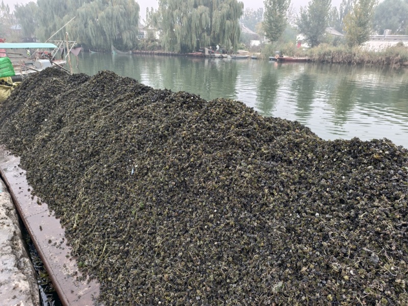 菹草苗菹草籽麦黄草