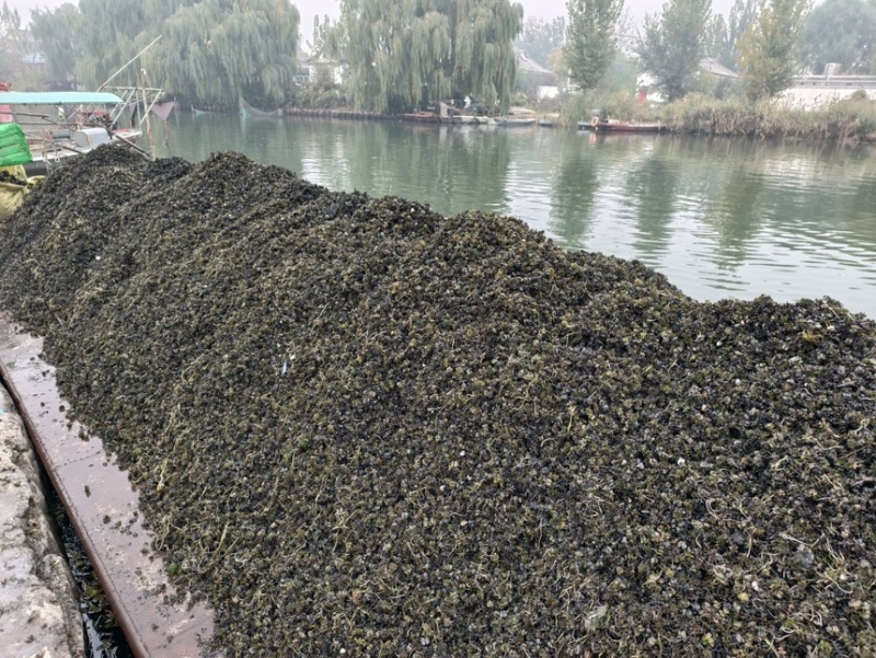 菹草苗菹草籽麦黄草