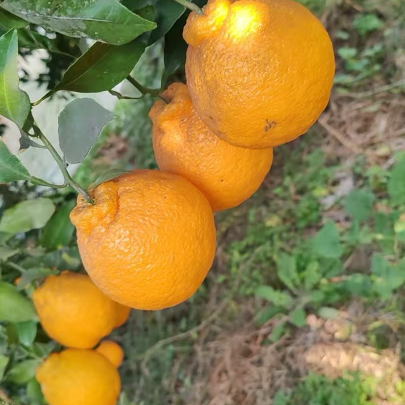 不知火价格八毛钱一斤