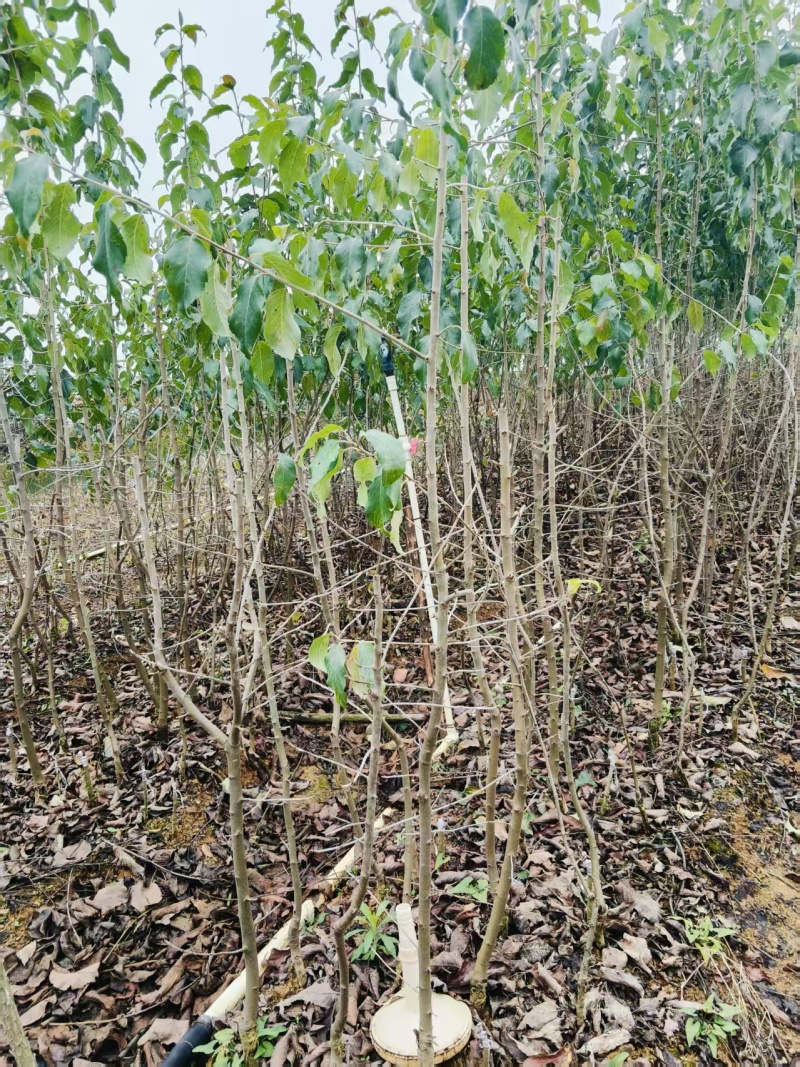 山楂苗广西山楂苗山楂嫁接苗
