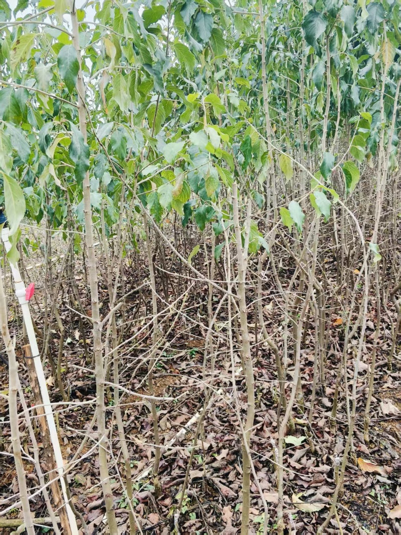 山楂苗广西山楂苗山楂嫁接苗