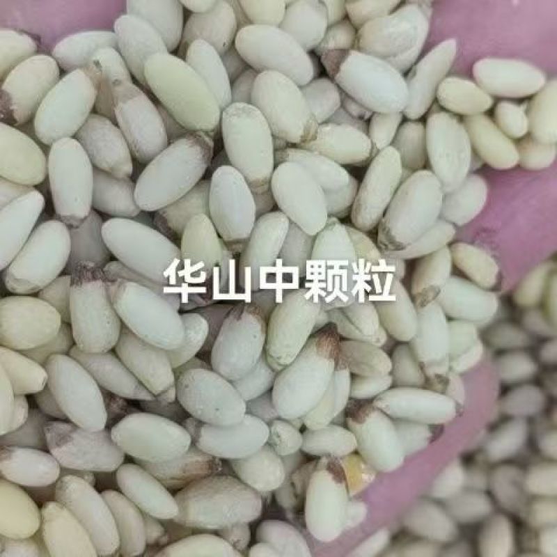 华山松仁今年新货全国销售，产地直发，欢迎进店沟通。
