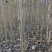 马褂木容器苗地径2-3厘米靓货！