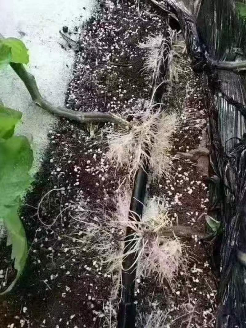海藻+矿源黄腐酸钾浓缩型原液冲施滴灌喷施