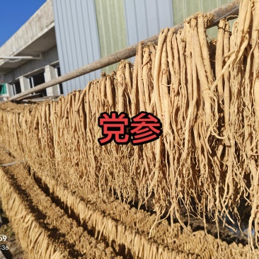 甘肃岷县党参