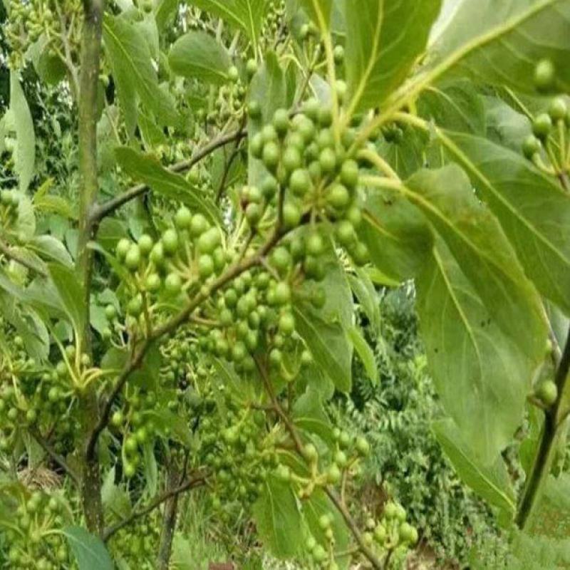 湖南木姜子树苗山胡椒苗山苍子苗现挖现发买多优惠