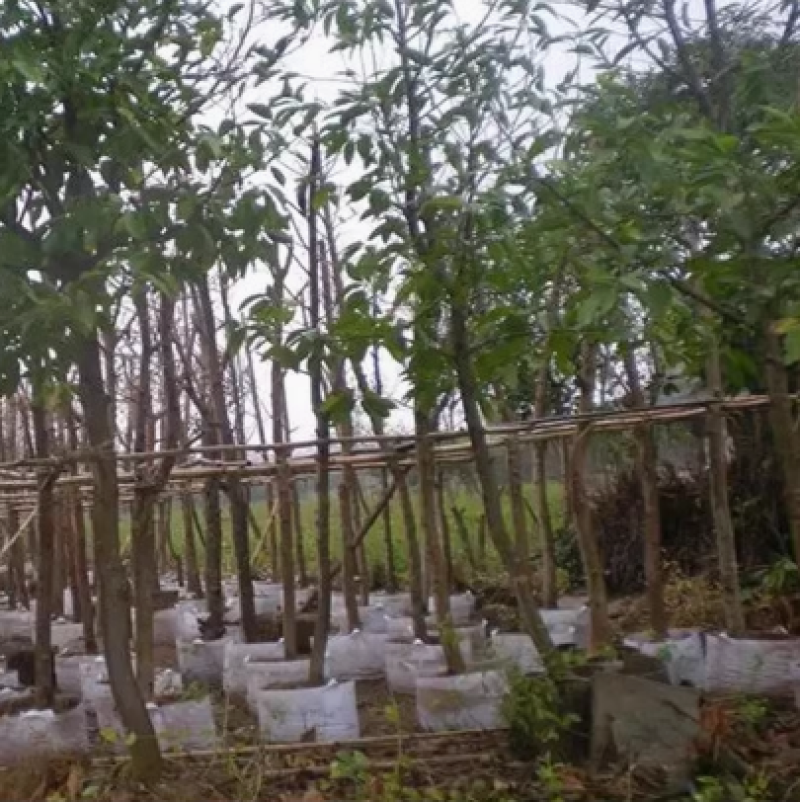 湖南木姜子树苗山胡椒苗山苍子苗现挖现发买多优惠