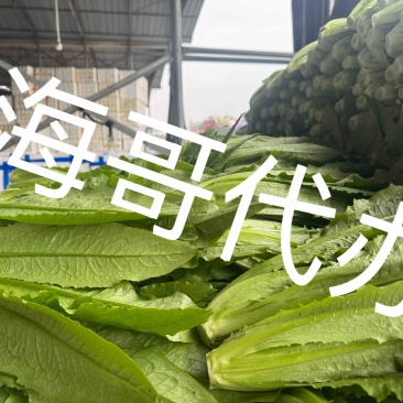 彭州油麦