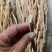 甘肃特产药材红皮关防风。红萝卜味薇甜